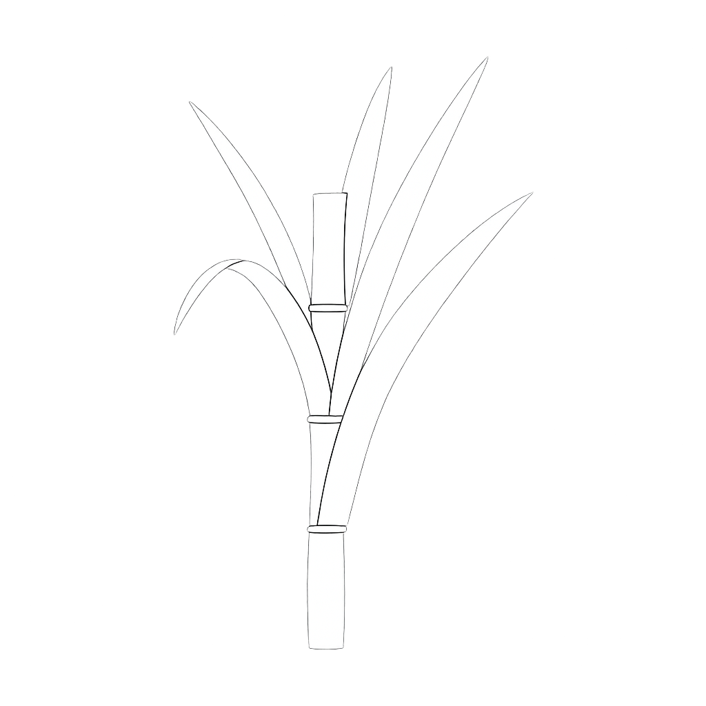 Ilustração de cana-de-açúcar